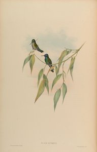 クライス・ギメティ 作： John Gould